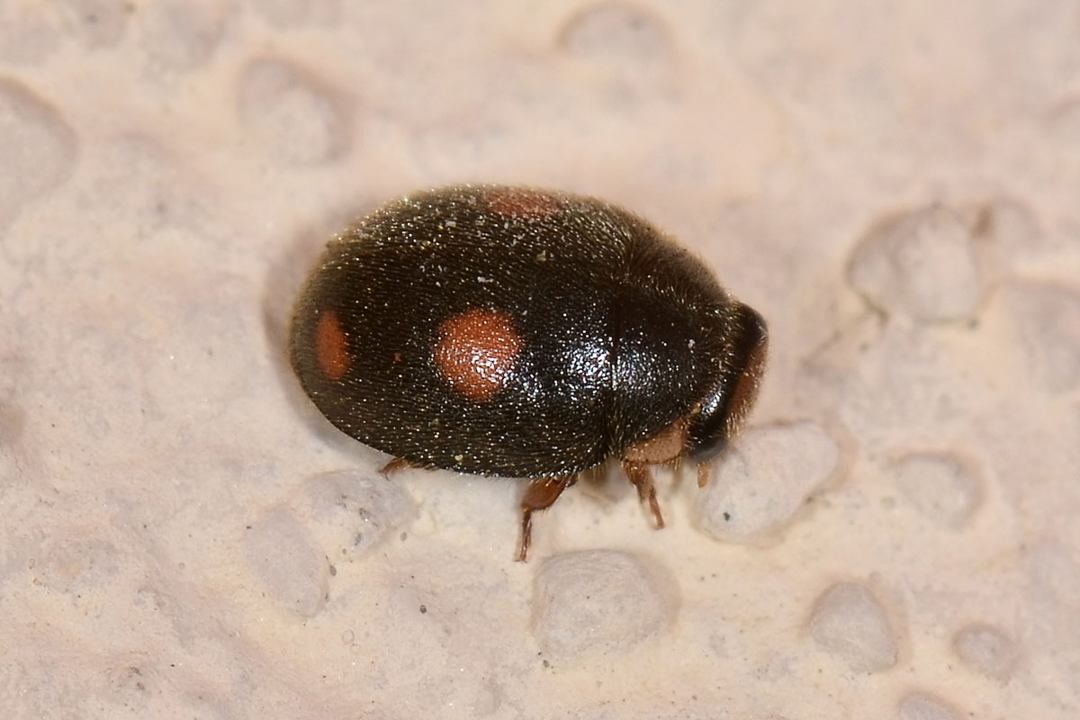 Platynaspis luteorubra? S. Coccinellidae